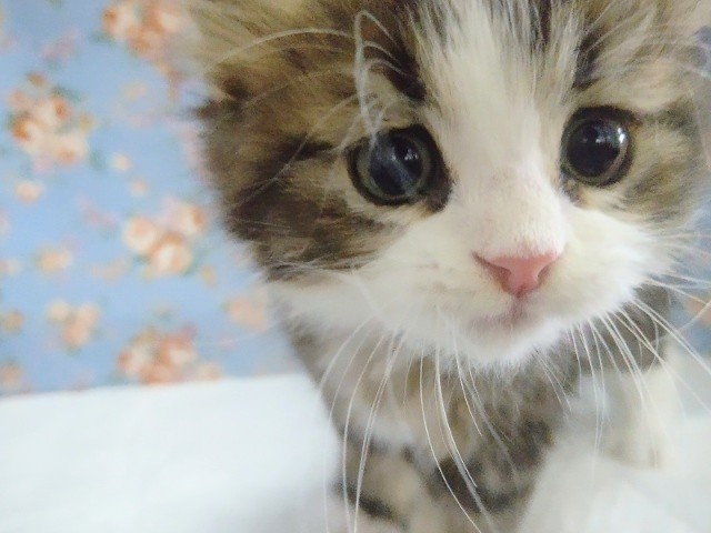 スコティッシュフォールド