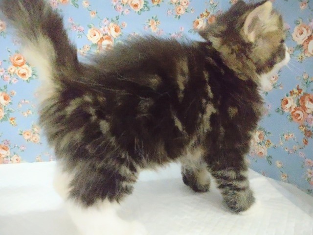 スコティッシュフォールド