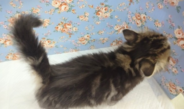 スコティッシュフォールド