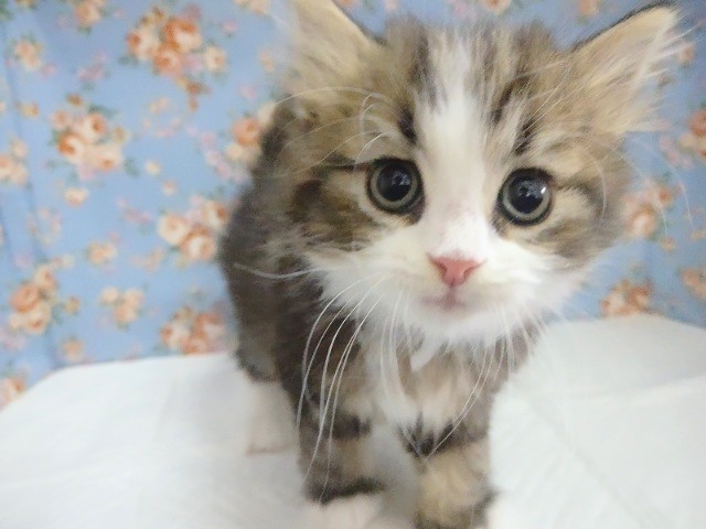 スコティッシュフォールド