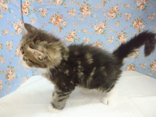 スコティッシュフォールド