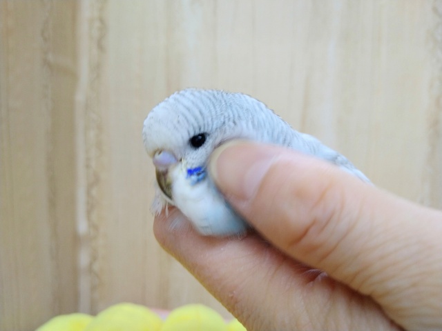 ジャンボセキセイインコ