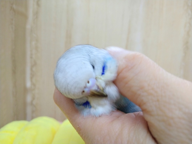 ジャンボセキセイインコ