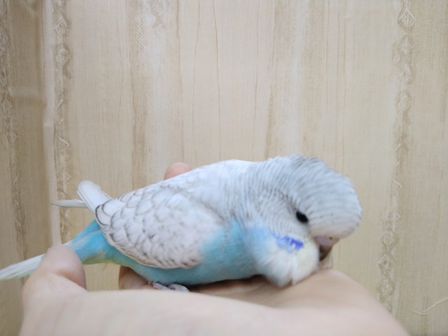 ジャンボセキセイインコ