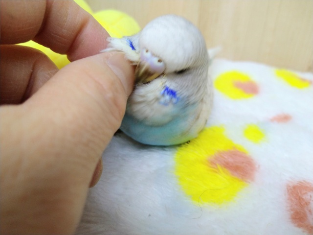 ジャンボセキセイインコ