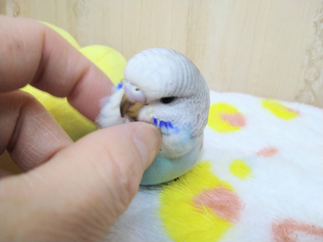 ジャンボセキセイインコ