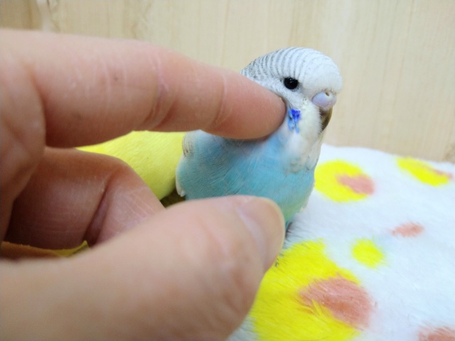 ジャンボセキセイインコ