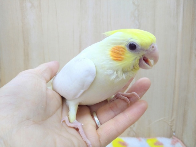 オカメインコ