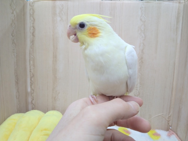 オカメインコ