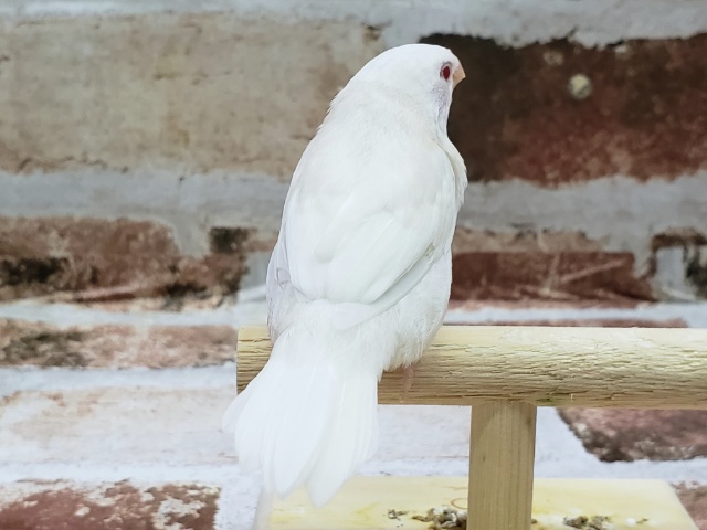 十姉妹（ジュウシマツ）