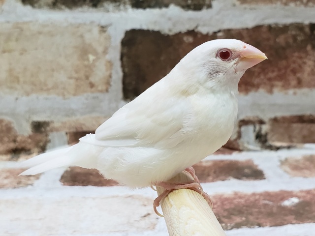 十姉妹（ジュウシマツ）