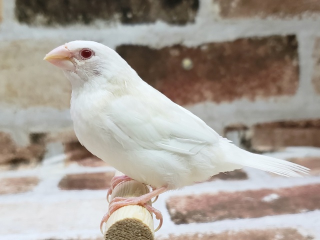 十姉妹（ジュウシマツ）