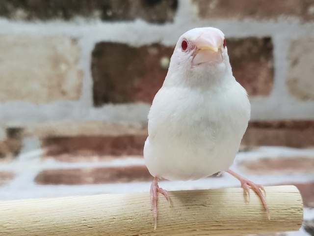 十姉妹（ジュウシマツ）