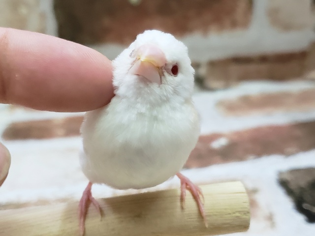 十姉妹（ジュウシマツ）