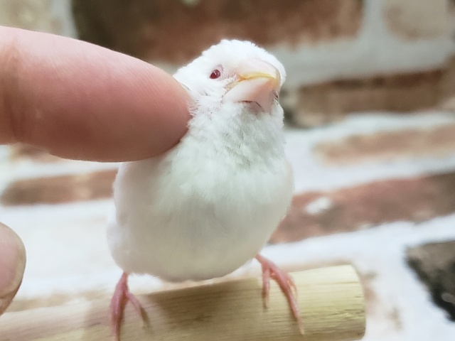 十姉妹（ジュウシマツ）