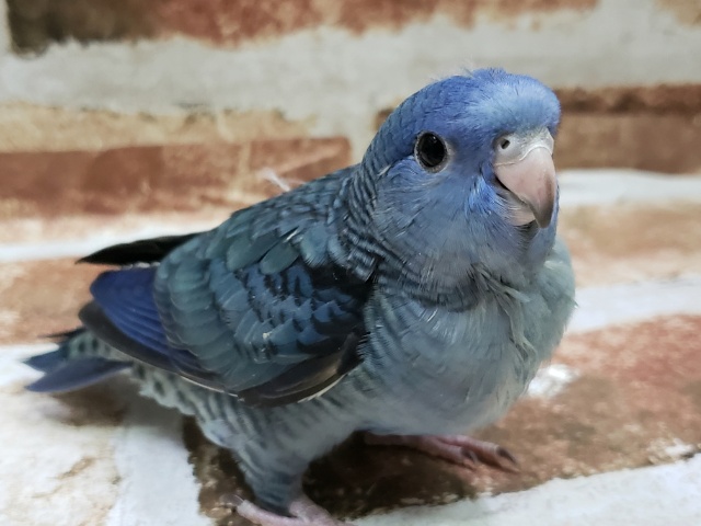 サザナミインコ