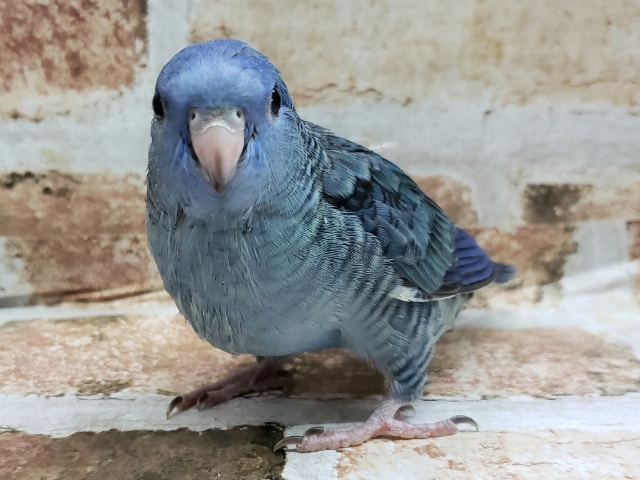 サザナミインコ