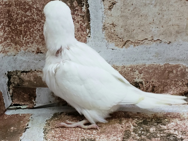 ジャンボセキセイインコ