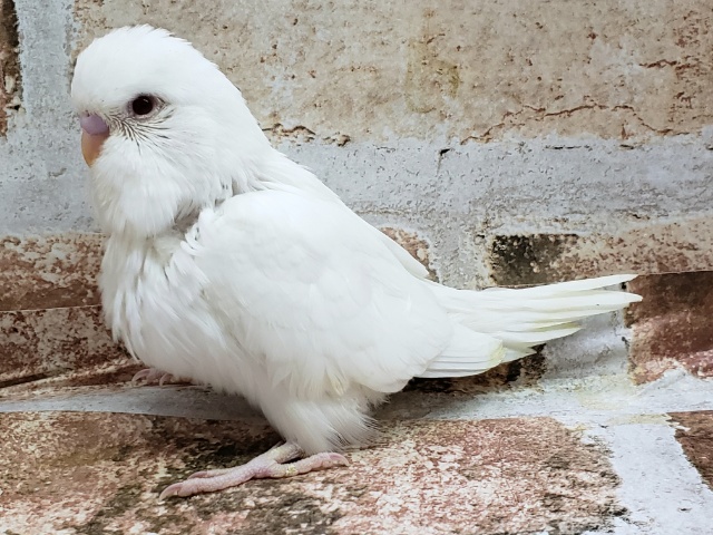 ジャンボセキセイインコ