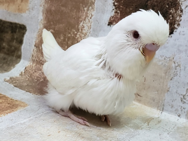 ジャンボセキセイインコ