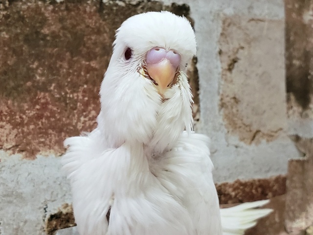 ジャンボセキセイインコ