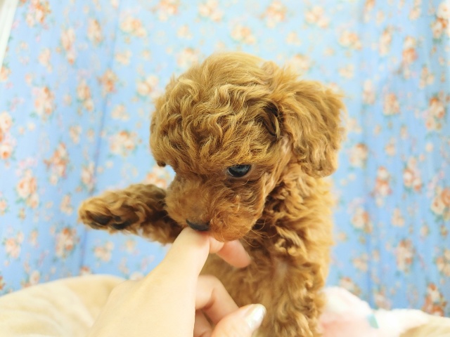トイプードル
