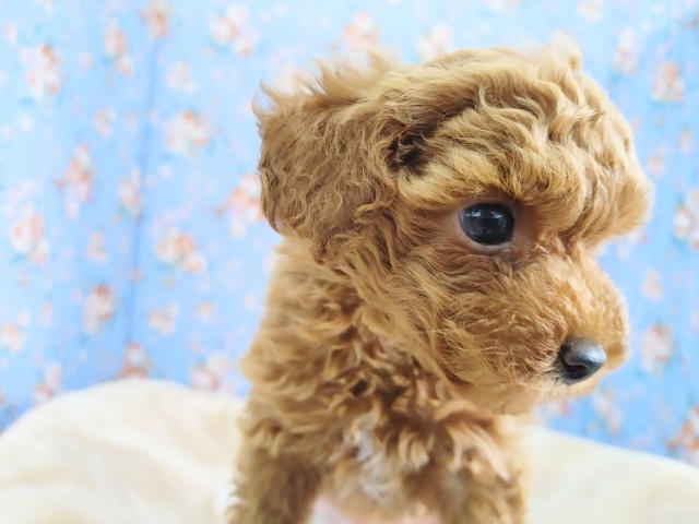 トイプードル