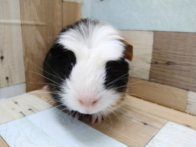 クレステッドモルモット