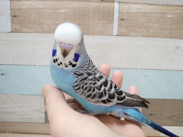 ジャンボセキセイインコ