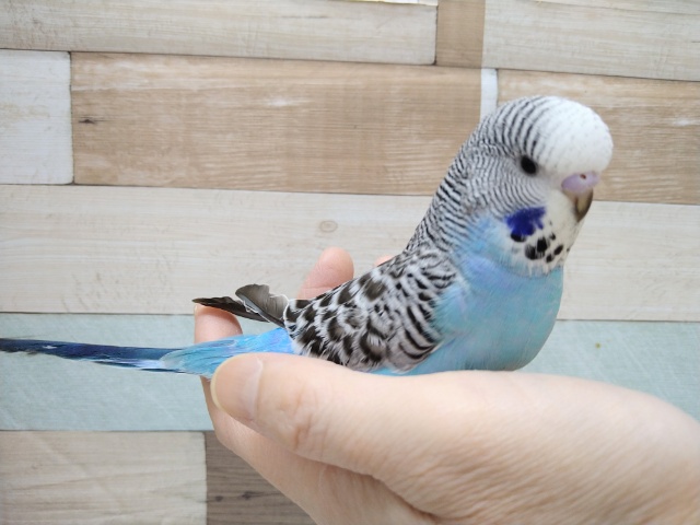 ジャンボセキセイインコ