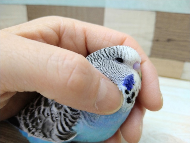 ジャンボセキセイインコ