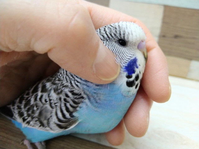 ジャンボセキセイインコ