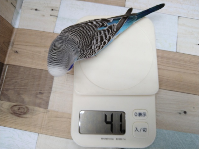 ジャンボセキセイインコ