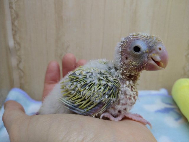 ホオミドリウロコインコ
