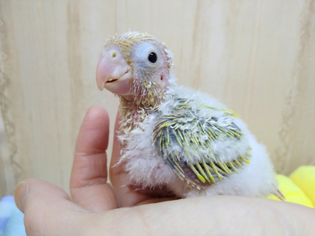 ホオミドリウロコインコ