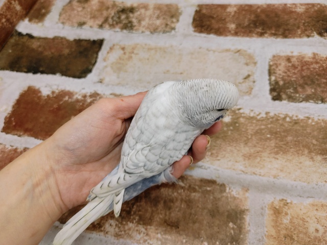 ジャンボセキセイインコ