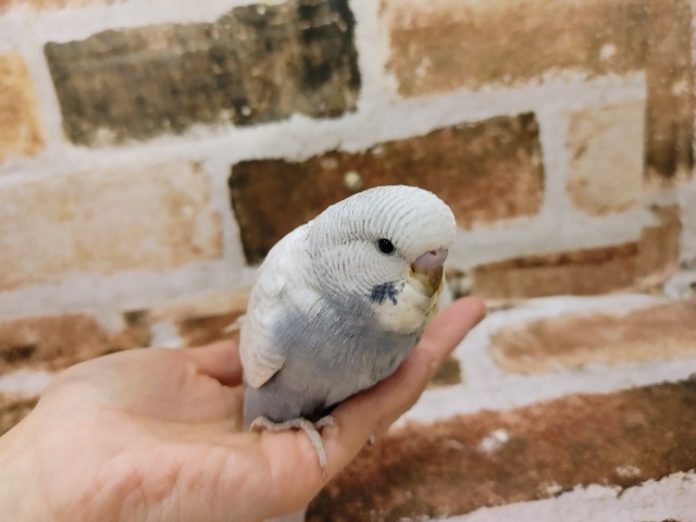 ジャンボセキセイインコ