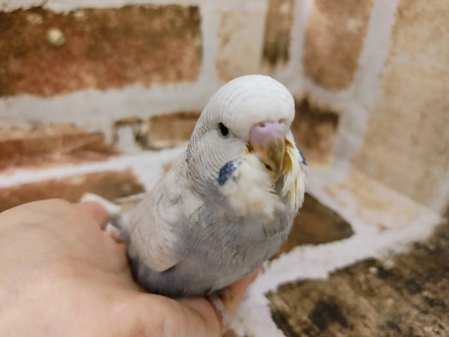 ジャンボセキセイインコ