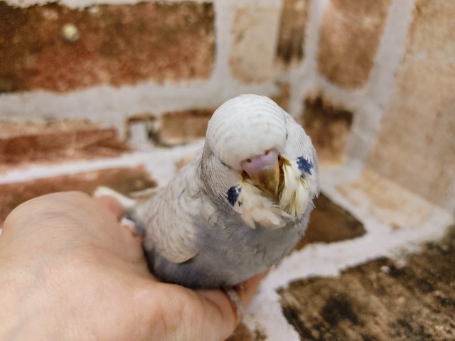 ジャンボセキセイインコ