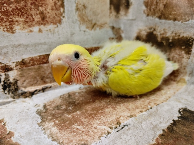 コザクラインコ（小桜インコ）