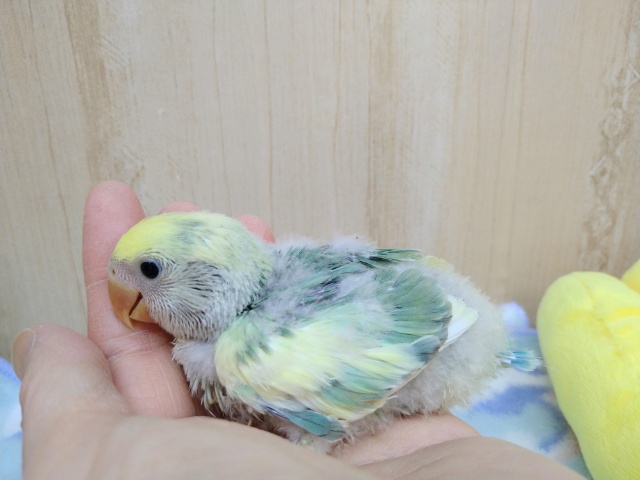 コザクラインコ（小桜インコ）