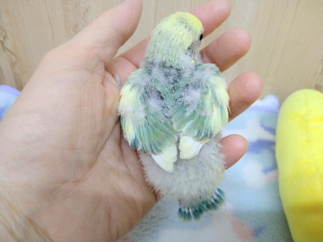 コザクラインコ（小桜インコ）