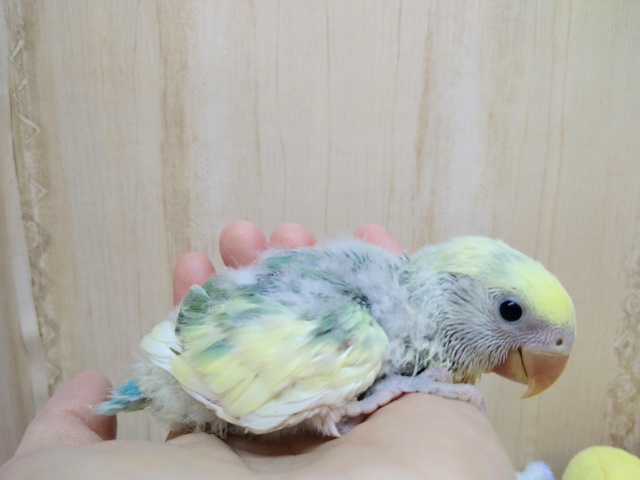コザクラインコ（小桜インコ）