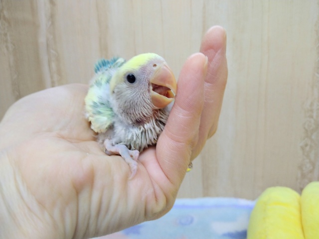 コザクラインコ（小桜インコ）