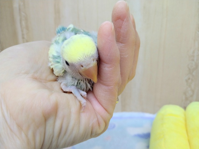 コザクラインコ（小桜インコ）