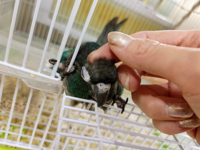 ホオミドリウロコインコ