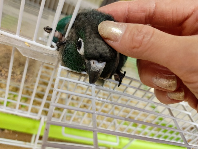 ホオミドリウロコインコ