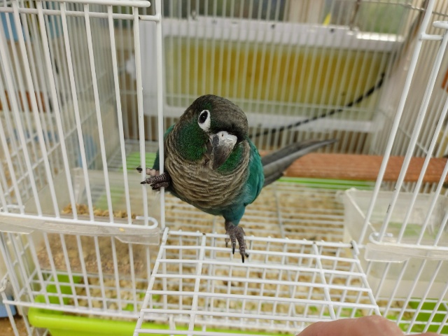 ホオミドリウロコインコ