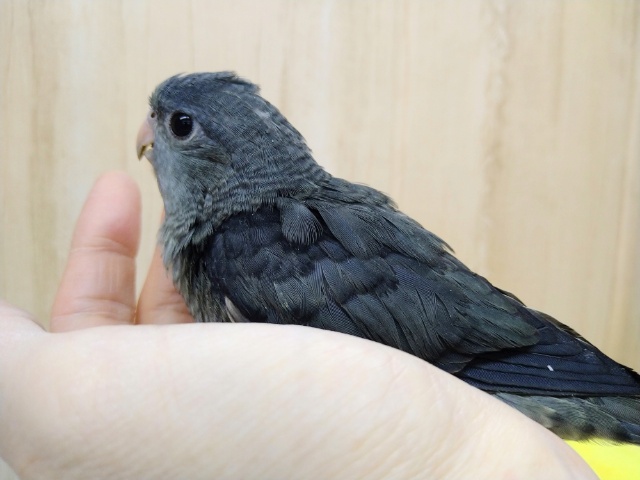 サザナミインコ