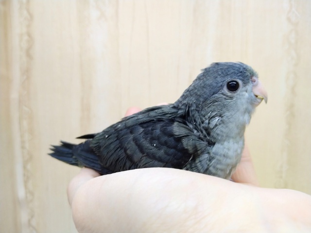 サザナミインコ